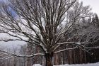 Le gros chêne de Salm en hiver