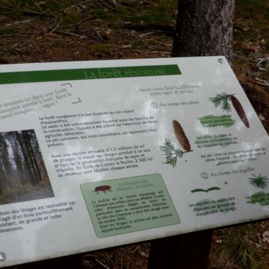 Sentier de découverte de la forêt