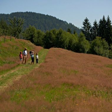 Le sentier des fruitiers à Saales