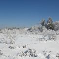 Snowshoe outing