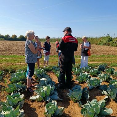 Visite découverte : culture du chou à choucroute et du houblon