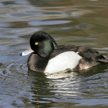 © Réserve de Chasse et de faune sauvage du Rhin