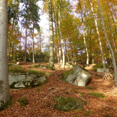 ©Office de Tourisme de Niederbronn-les-Bains