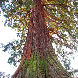 sequoia